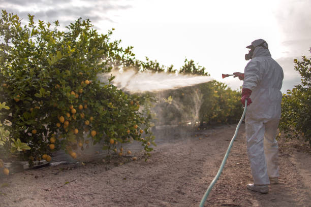 Best Emergency Pest Control  in Dilkon, AZ