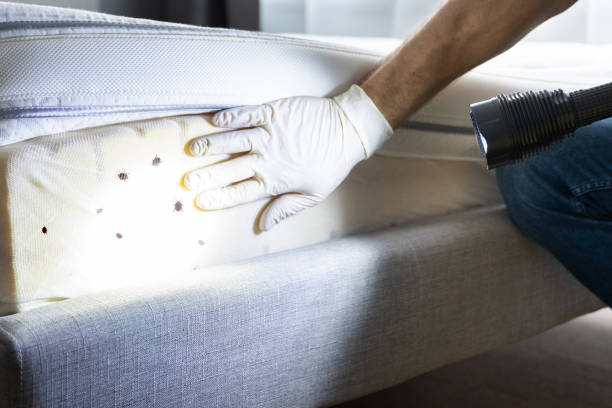 Wasp Removal Services in Dilkon, AZ